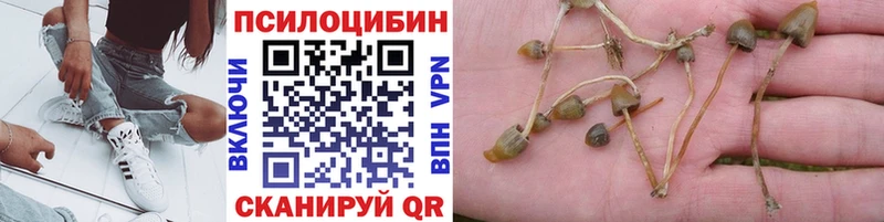 Псилоцибиновые грибы Psilocybe Мурманск